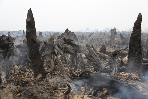 Gambut yang kering akan menyebabkan kebakaran hutan lebih mudah terjadi © Feri Irawan