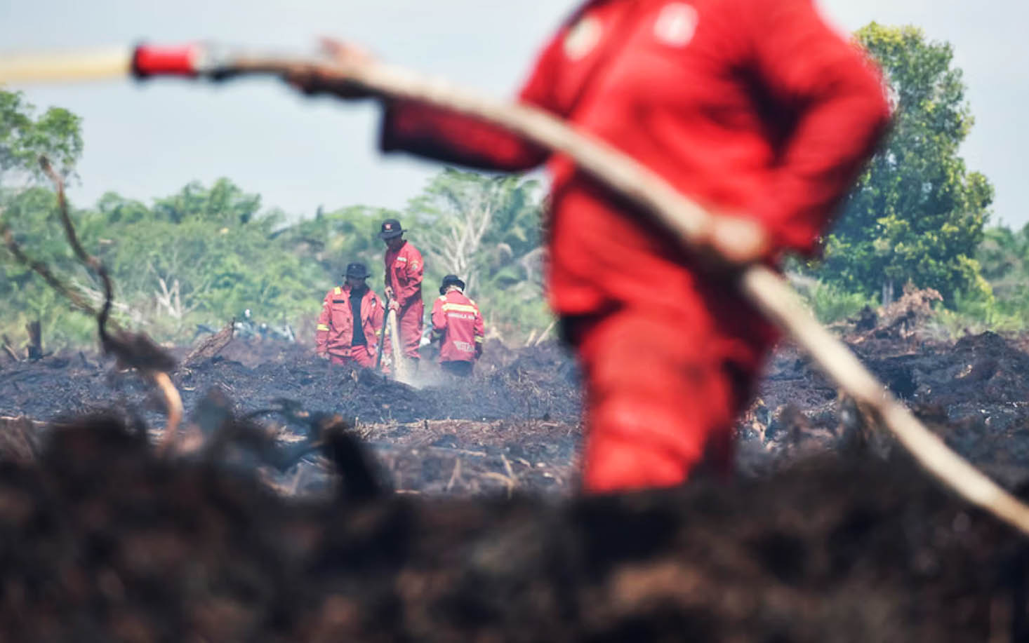 Kebakaran di lahan gambut Desa Gambut Jaya, Muaro Jambi, Jambi, 30 Juli 2025. Antara/Wahdi Septiawan
