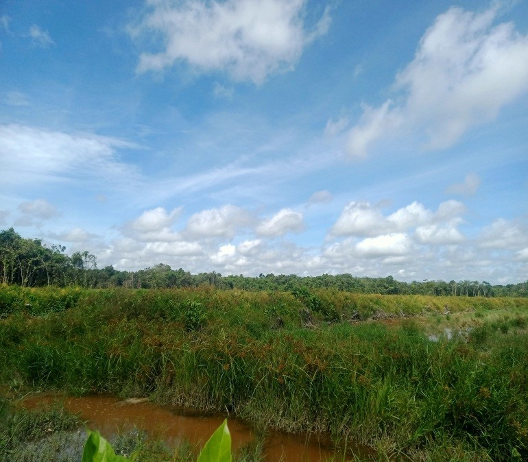 Kondisi lahan ekstensifikasi di Desa Henda. Sumber: WALHI Kalimantan Tengah, 2022.