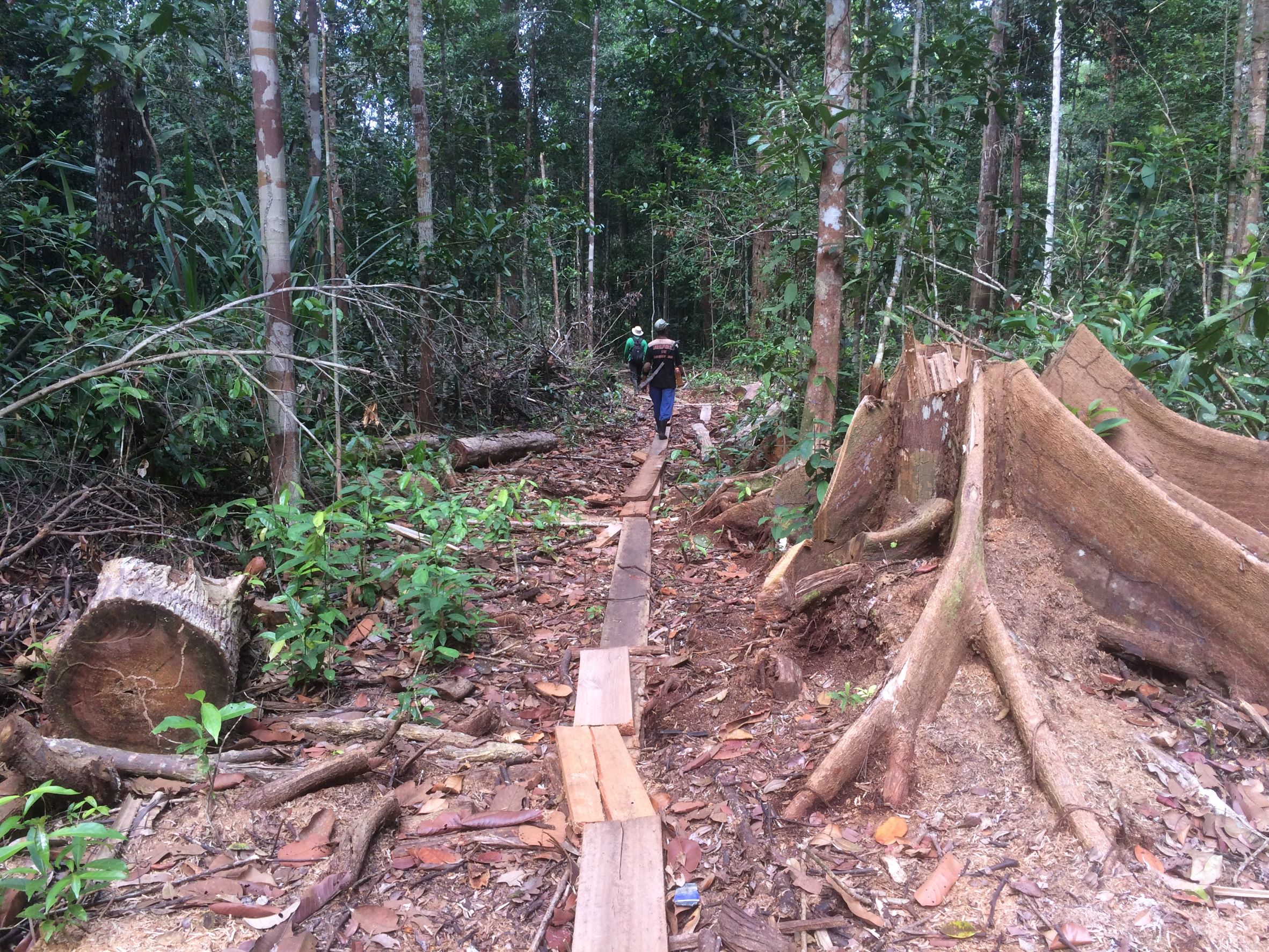  Kawasan hutan Desa Lukun yang dirusak oleh pembalak liar pada awal 2019. Dokumentasi: Zamzami