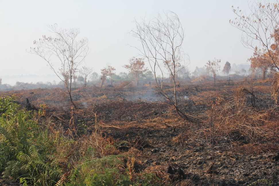 Kebakaran hutan dan lahan di Aceh Barat ©Apel Green Aceh