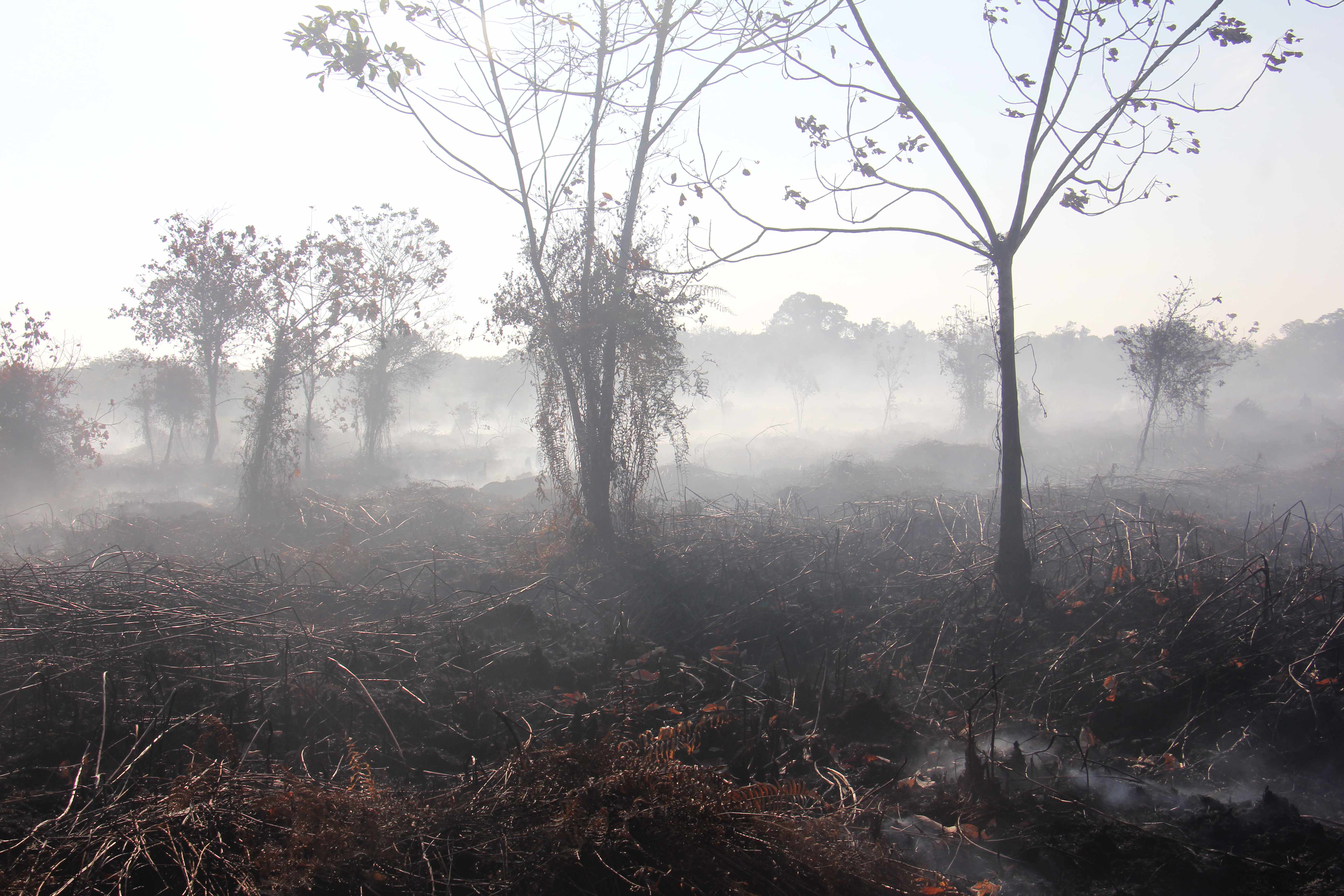 Karhutla di Aceh Barat pada Januari 2026 (©Apel Green Aceh)