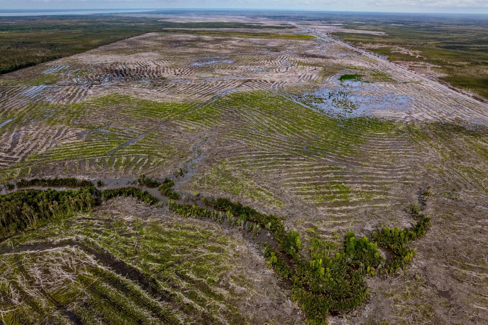 Deforestasi di Papua Selatan ©Pusaka Bentala Rakyat/Gecko Project