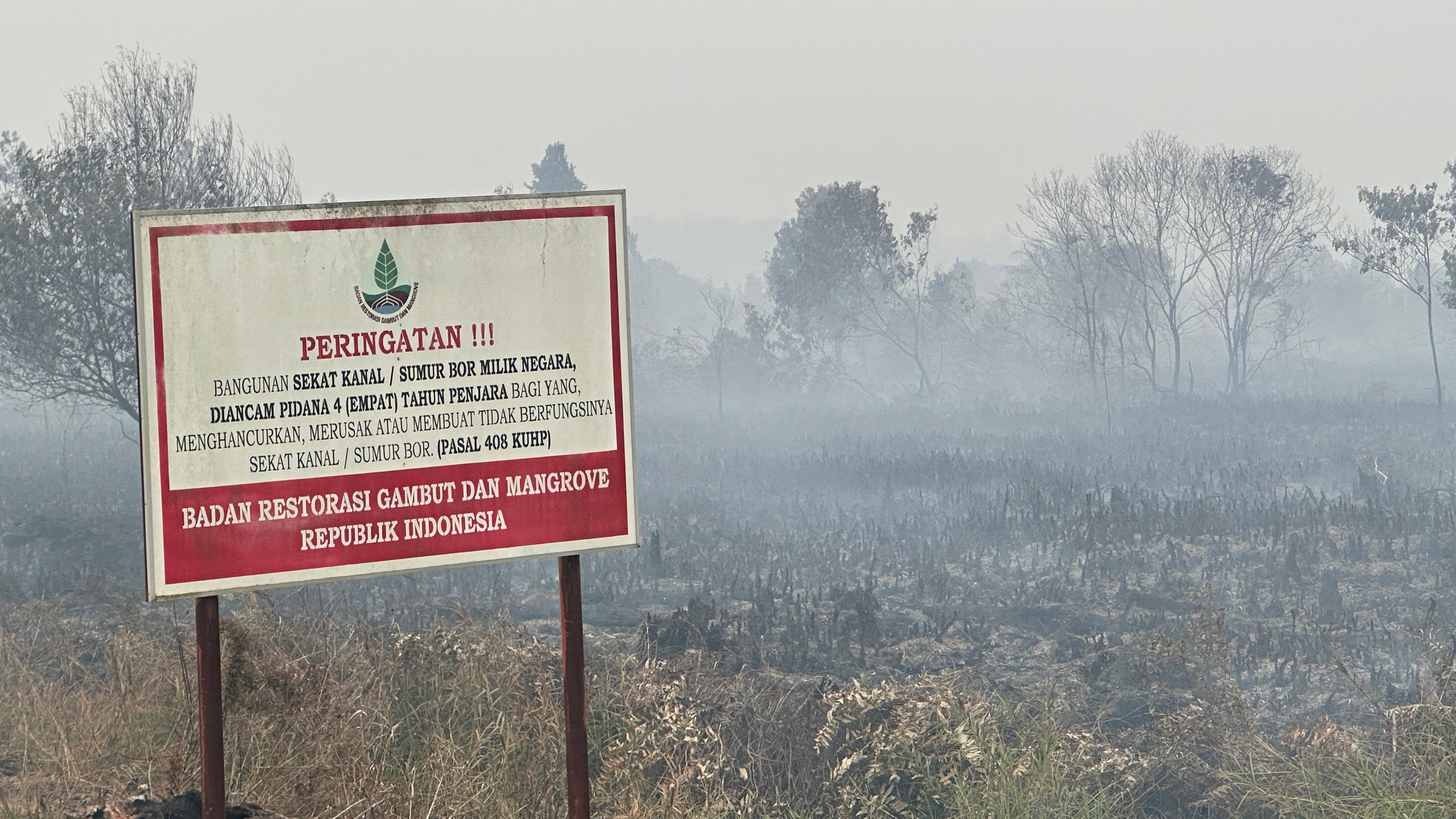 Lahan intervensi BRGM yang terbakar di Jambi, Agustus 2026 ©Perkumpulan Hijau Jambi