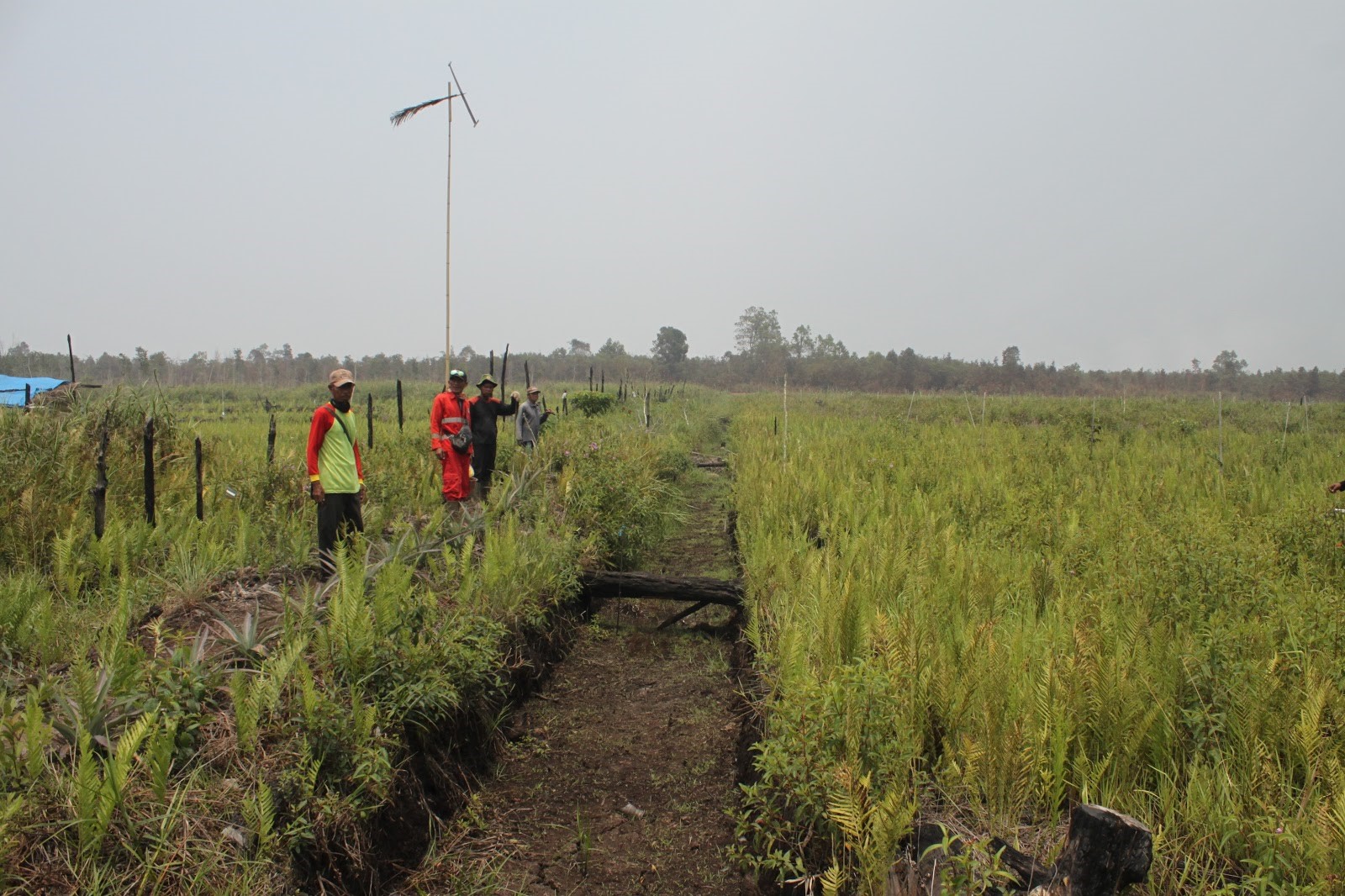 Rice plots managed by Ujang ©Parliza Hendrawan