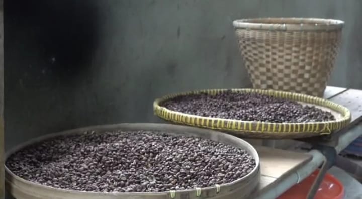 Produksi biji kopi rawa gambut ©Malinda