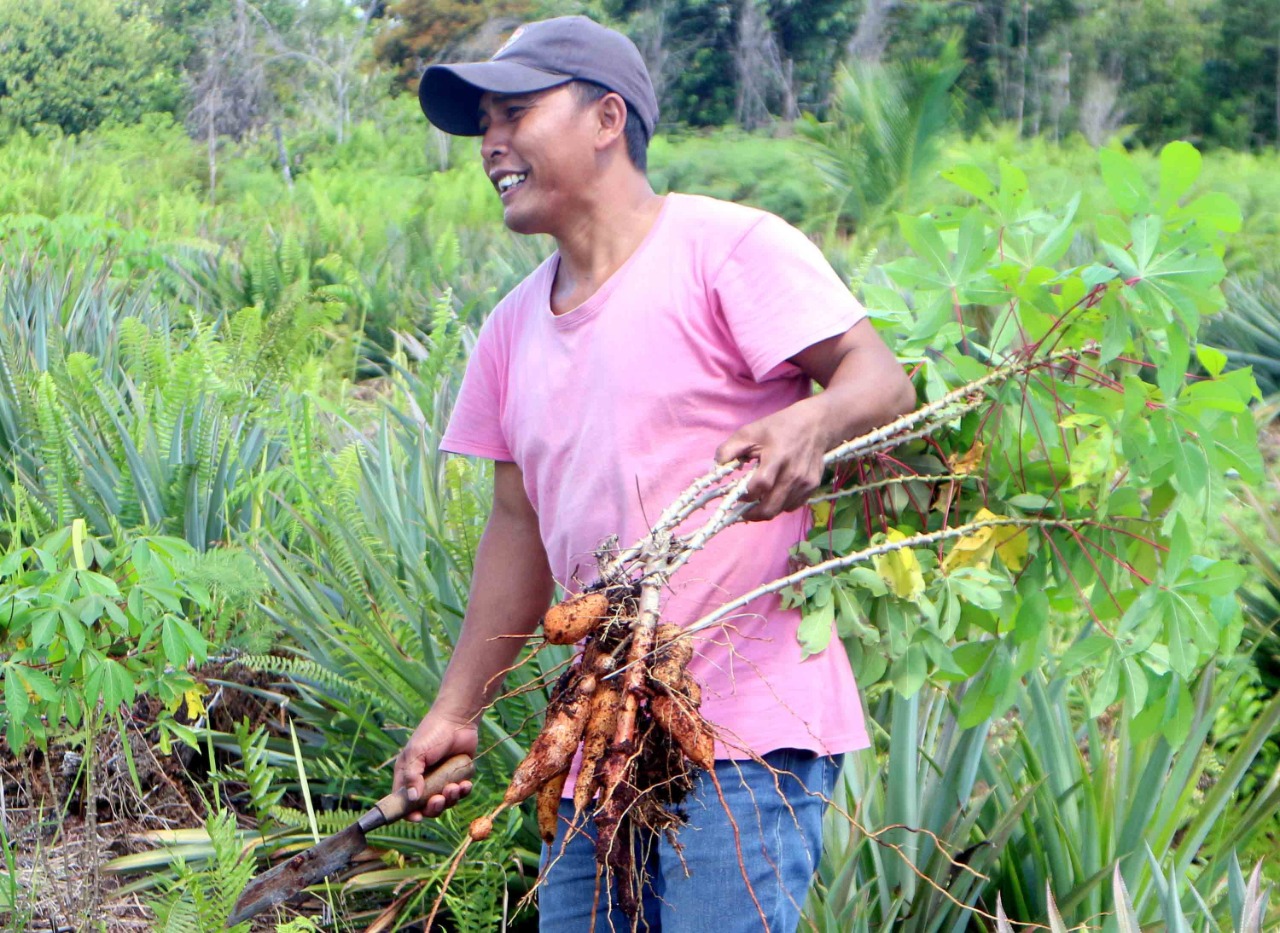 Cassava intercropped with pineapple in the peatland ©Aries Munandar