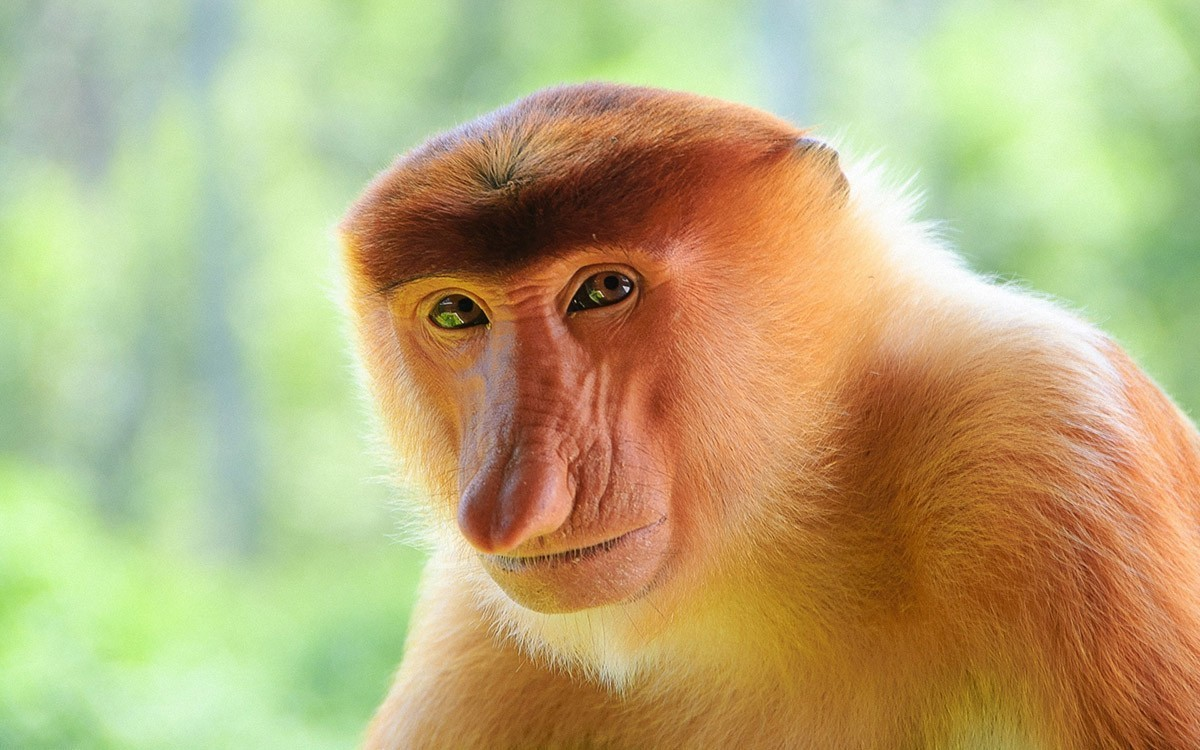 A proboscis monkey living in peatland © IDN Times