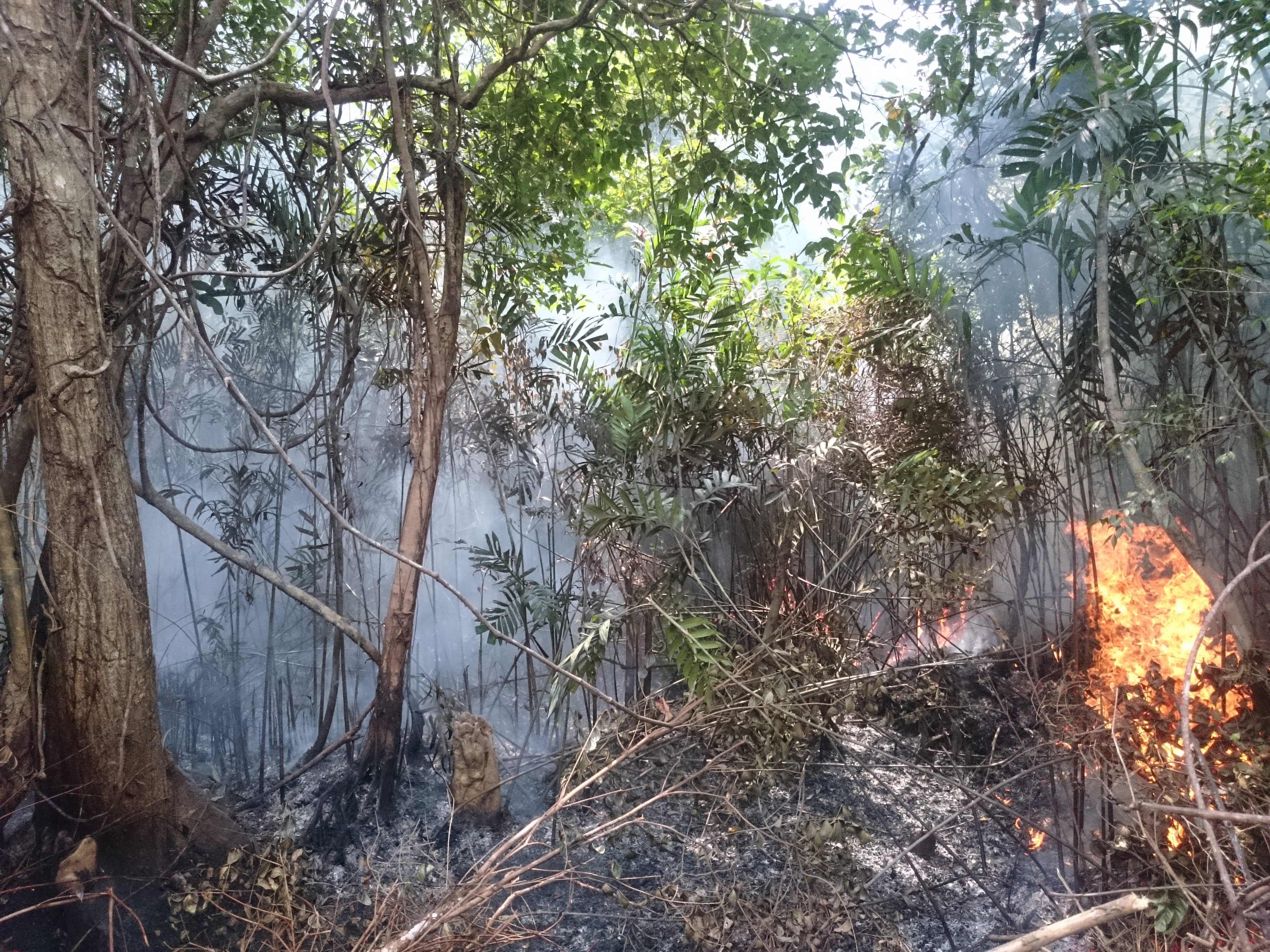 Fire at PT Maju Aneka Sawit in 2019 © Yitno Suprapto