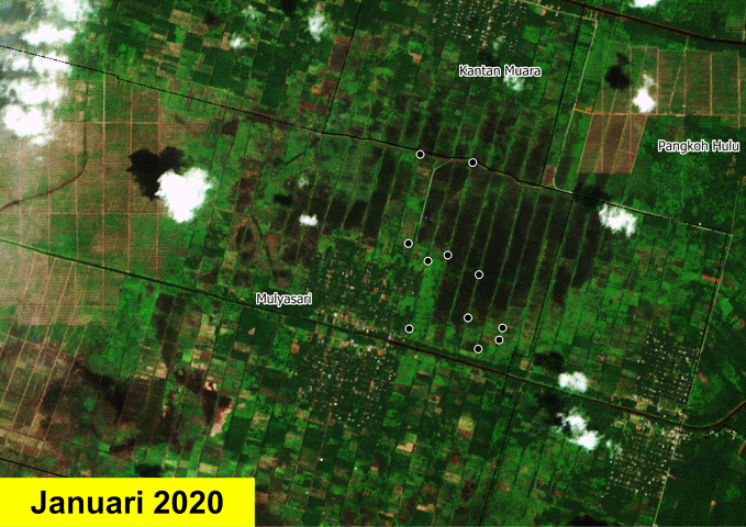 Gambar 5. Hasil verifikasi citra satelit mengenai indikasi kehilangan tutupan pohon di Mulyasari, Kabupaten Pulang Pisau