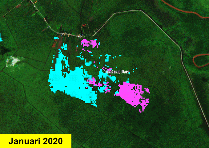 Gambar 7. Hasil verifikasi citra satelit mengenai indikasi kehilangan tutupan pohon di Desa Tumbang Nusa, Kabupaten Pulang Pisau