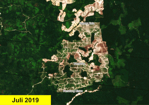 Gambar 6. Hasil verifikasi citra satelit mengenai indikasi kehilangan tutupan pohon di Desa Sepang Kota, Kabupaten Gunung Mas